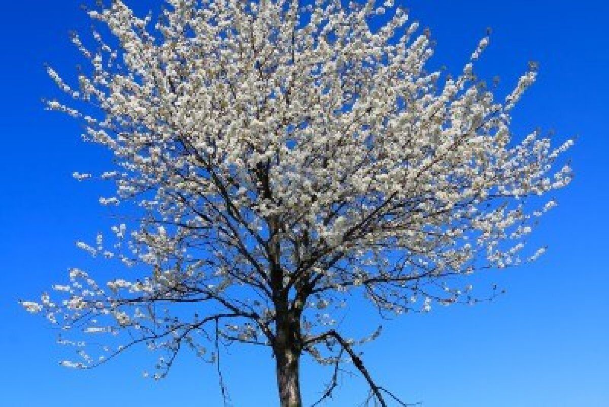 albero che fiorisce in primavera paesaggio