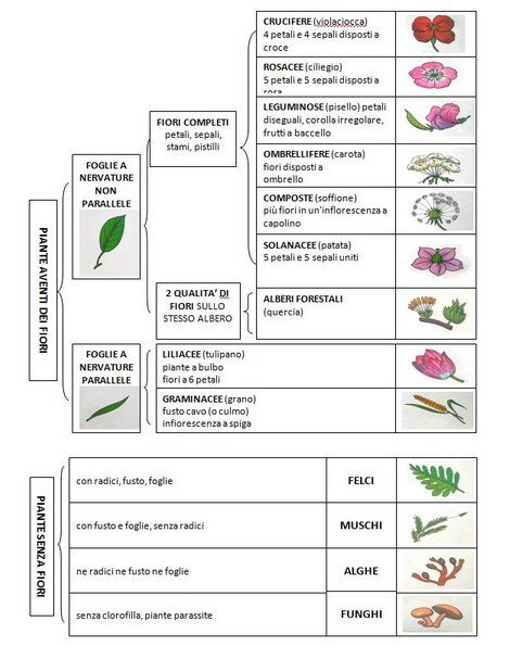 Classificazione-delle-piante-tavola – Lapappadolce