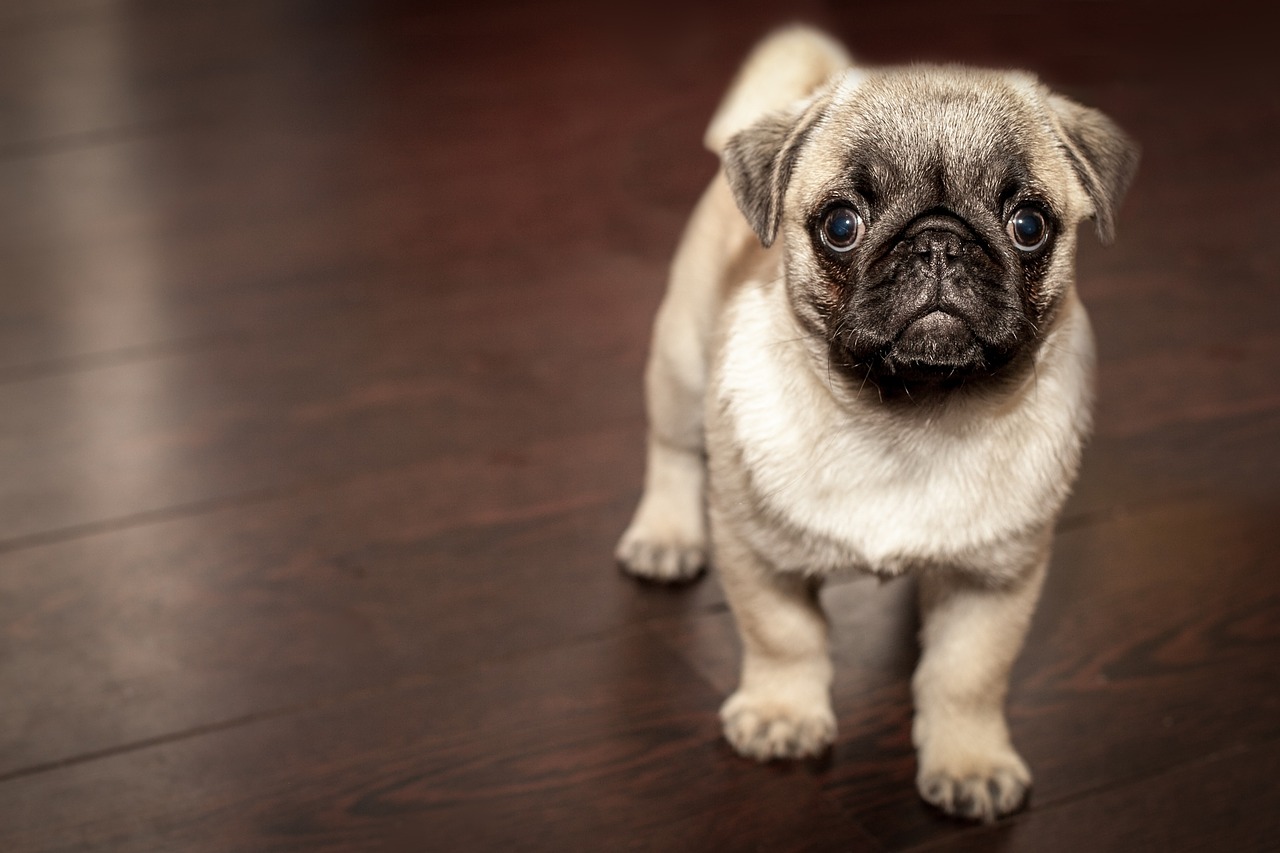 IL CANE dettati ortografici e letture